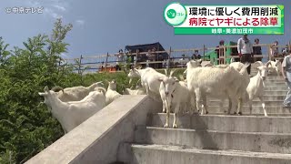 【病院でヤギによる除草】環境に優しく費用削減　岐阜・美濃加茂市