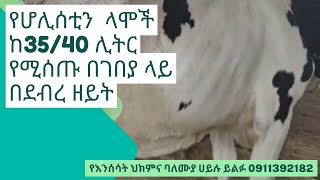 ከ 35 to 40 ሊትር የሚሰጡ የወተት ላሞች በኢትዮጵያውያን