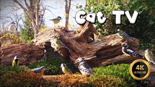 Cat TV for Cats to Watch 🐈 - MIDDLE SPOTTED WOODPECKER 🐦‍⬛ (4K)