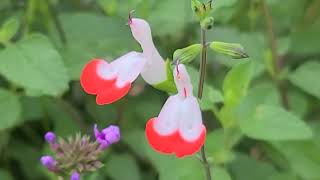 핫립세이지, Baby Sage, Hot Lips, Hot Lips Salvia, Hotlipsage, 베이비세이지'핫립', 핫맆세이지