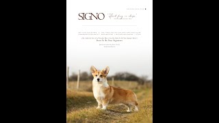 Pembroke Welsh Corgi Club of America National Speciality 2022 - Born To Be Your Signature