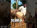 🐃55 000💸രൂപ വില ചോദിക്കുന്ന പോത്ത് ചട്ടിപ്പറമ്പ ചന്തയിൽ chattipparamba chanda new buffalo sale sale