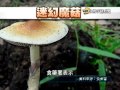 20140513 公視手語新聞 摘食牛糞迷幻菇 男竟幻覺口水不止