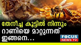 തേനീച്ച കോളനിയിൽ നിന്നും റാണിയെ പിരിക്കുന്നത് കണ്ടിട്ടുണ്ടോ