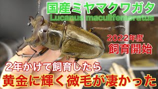 【国産ミヤマ】2年物！金色に輝く個体たち\u0026２０２２年度飼育開始