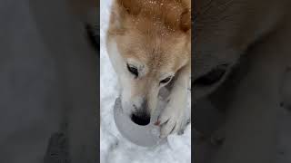 そんなにでっかい氷ガリガリしたらゆずちゃん顎外れちゃうよ　柴犬ミックス犬　#柴犬  #雑種犬