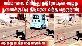 தாயை பிரிந்து நடுரோட்டில் தவித்த பூனைக்குட்டி! திடிரென வந்த தெருநாய்! அடுத்து நடந்ததை பாருங்க!