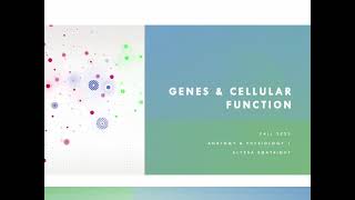 Chapter 4 - Genes & Cellular Function