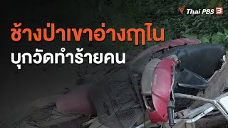 ช้างป่าเขาอ่างฤาไนบุกวัดทำร้ายคน (23 ต.ค. 63)