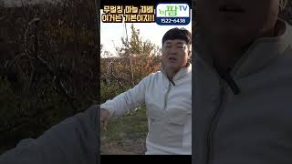 무멀칭 마늘재배 이거는 기본이죠!! 나중에 수확량이 큰 영향을 줍니다!!