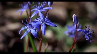 Ligeti csillagvirág (Scilla vindobonensis) 4K 2160p