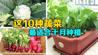 十月应该种哪些蔬菜？分享10种简单易活的蔬菜，阳台也能种！|Ten kinds of vegetables suitable for planting in October