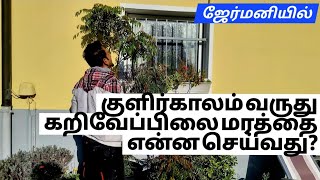 குளிர்காலத்தில் ஜேர்மனி போன்ற நாடுகளில் கறிவேப்பிலை போன்ற பயிர்களை எப்படிப் பாதுகாப்பது!