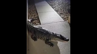 Large gator makes late-night stop at Central Florida home