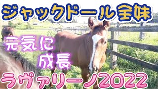 ジャックドール全妹(ラヴァリーノ2022)クラウン日高牧場さん