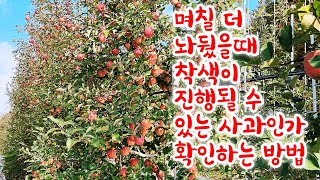 색이 덜나서 사과 수확을 늦춰야 한다면...