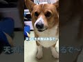 鉄壁のカードを見せるコーギー犬コナン