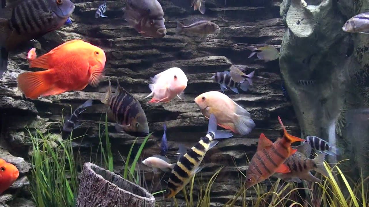 Fish Gallery Hd Youtube