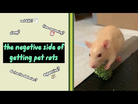 How long does a pet rat usually live?