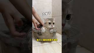 小奶猫长大后还会怕洗澡吗？答案是…來 猫洗澡 撸猫的第一视角 被迫营业的猫猫