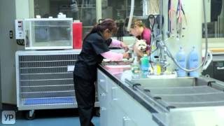 Westland MI | Westland Veterinary Hospital | pet care | vet