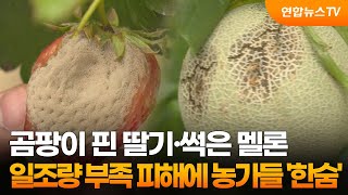 곰팡이 핀 딸기·썩은 멜론…일조량 부족 피해에 농가들 '한숨' / 연합뉴스TV (YonhapnewsTV)