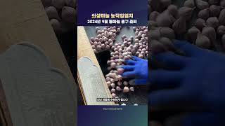 [의성마늘 농작업일지] 2024년 9월 통마늘 종구 준비 | 의성노지스마트농업시범사업 #노지스마트농업 #의성 #마늘 #스마트농업 #agriculture #farming