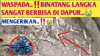 WASPADA😭‼‼BINATANG ANEH SANGAT BERBISA MULAI MUNCUL DIRUMAH ANDA..‼