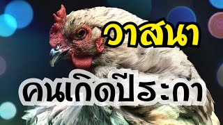 ดวงคนเกิดปีระกา ปีไก่ | วาสนาชะตาชีวิตคนปีระกา นิสัยใจคอคนปีระกา ปีไก่