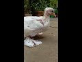 baby fantail pigeon 😍 lakkha kabutar 🕊️ pigeon status