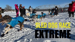 🇨🇦 🇪🇸 Yukon Quest 2025 | Dog Sledding Adventure