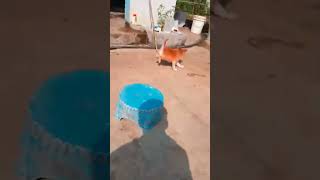 రన్నింగ్ రేసు ✨🤍👍🏻నేను విజేతను #dog #cute #dogshorts #pets #trending #ytshorts