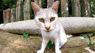 神社で出会った猫、腰トントンするとお尻を高く上げて喜んだ