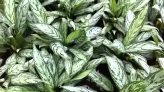 Aglaonema 'Silver Queen'