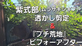 紫式部(ムラサキシキブ)剪定&荒地【造園　植木屋　庭師　庭木　職人　コムラサキ　片付け　透かし剪定　樹木　盆栽】