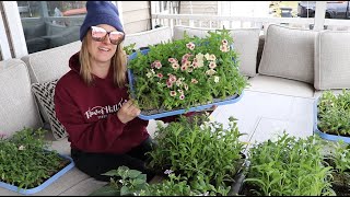 Time to Pinch the Annual Phlox : Hardening Off Cool Flowers : Flower Hill Farm