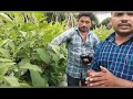 वांगी बारटोक वांगी लागवड भरित वांगे exotic लागवड chalisgaon वांगी brinjal farmingवांगी अळी