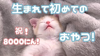 ミルクと離乳食しか食べた事のない子猫が初めてのオヤツ…！