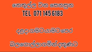 නිතුල්ල  වන සෙනසුනේ රූපරාමු කීපයක්🙏🏽🙏🏽🙏🏽🙏🏽🙏🏽🙏🏽