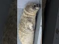 目が合えば一瞬にしてドキュン♡男鹿水族館gaoのゴマフアザラシの赤ちゃんジェット　 shorts