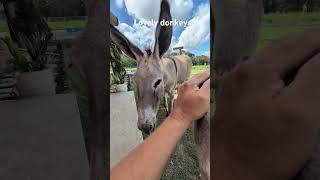 These donkeys are so sweet! #donkey #fazenda #animalrescue