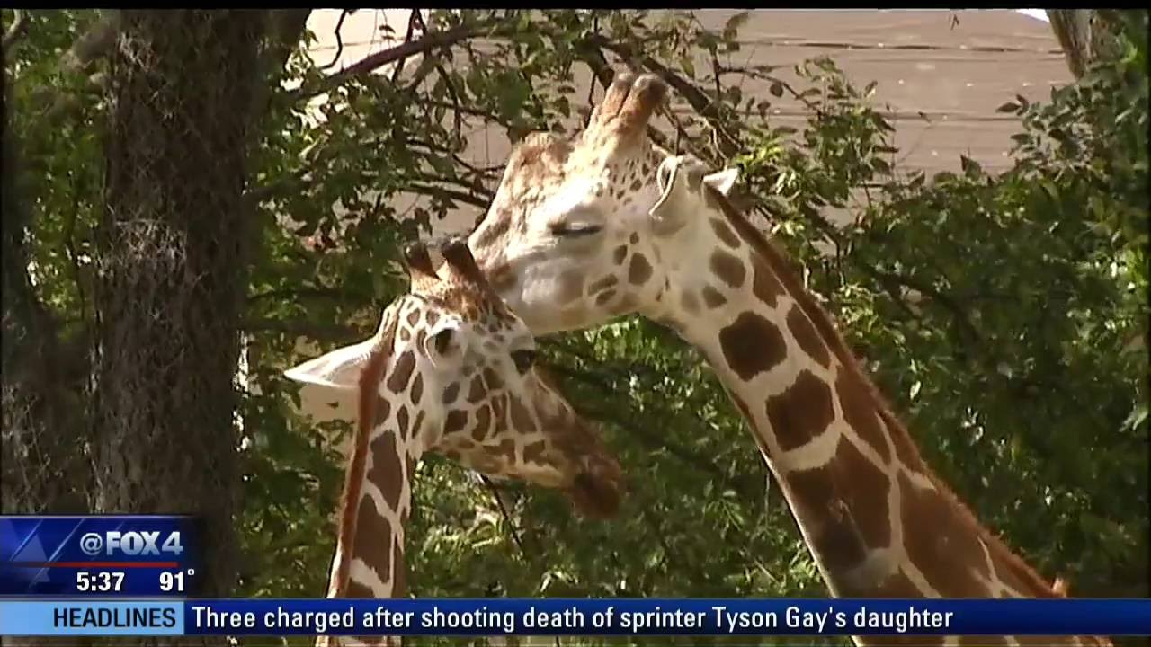 Fort Worth Zoo Expansion - YouTube