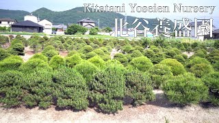 北谷養盛園 4代目盆栽  [4K 盆栽園探訪]