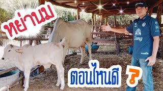 หย่านมลูกวัว ตอนไหนดี l Cow l Cattle Farming l OK FINZ