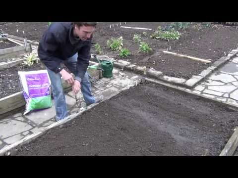 How to Sow Brussel Sprouts Seeds How to Sow Brussel Sprouts Seeds