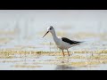 Birding at National Park Neusiedler See-Seewinkel