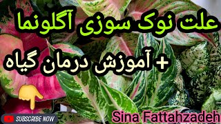 علت نوک سوزی آگلونما + آموزش درمان گیاه