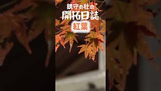 紅葉！鎮守の杜の開拓日誌_short_133  #紅葉　 #山さんぽ 　#山歩き