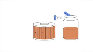 Archive: BMFS laboratory protocol - Introduction