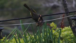 Pycnonotus sinensis.  Light-vented Bulbul . Chinese bulbul . 白頭翁 、白頭鵠